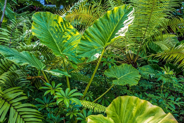 Grüne Natur von Farn und Bäumen im tropischen Garten