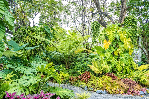 Grüne Natur von Farn und Bäumen im tropischen Garten