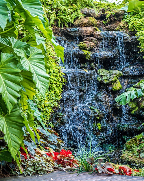 Grüne Natur von Farn und Bäumen im tropischen Garten