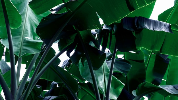 grüne Neonbanane verlässt abstrakten Hintergrund