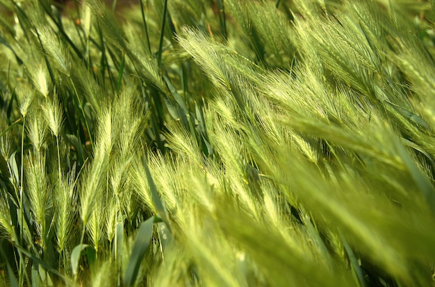 Grüne Ohren auf dem Feld beugen sich im Wind