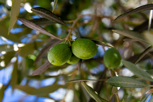Grüne Oliven auf den Zweigen zwischen den Blättern. Makrofoto von Oliven. Fotos zum Thema umweltfreundliche Bio-Lebensmittel, gesunde Ernährung, Ernährung, Ökologie.