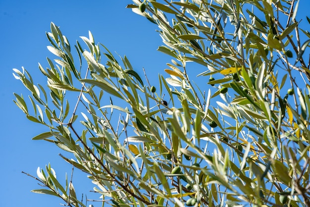 Foto grüne oliven wachsen im olivenbaum in der mediterranen plantage katalonien spanien