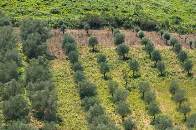 Grüne Olivenbäume Ackerland Agrarlandschaft mit Olivenpflanzen zwischen Hügeln Olivenhaingarten große landwirtschaftliche Flächen Olivenbäume