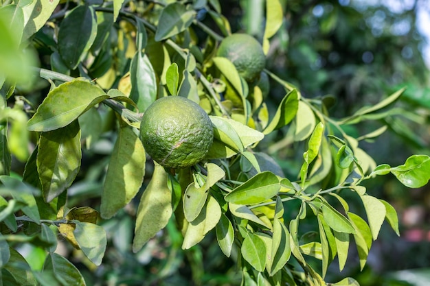 Grüne Orangenfrucht wächst im heimischen Garten aus nächster Nähe