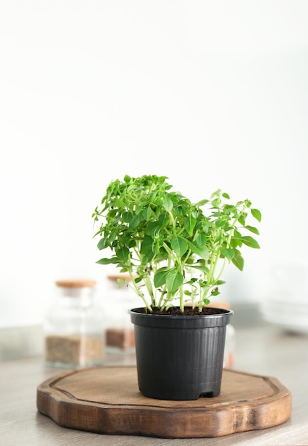 Grüne Oregano-Pflanze im Topf auf dem Tisch