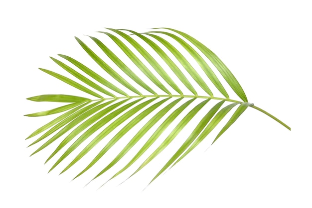 Grüne Palmblätter auf weißem Hintergrund