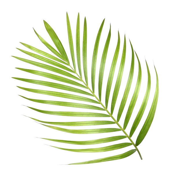 Grüne Palmblätter auf weißem Hintergrund