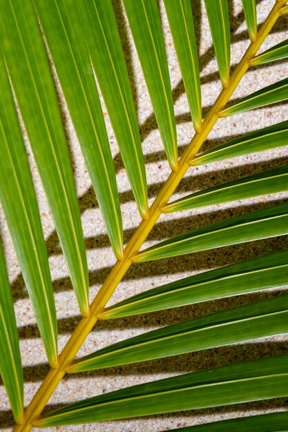 Foto grüne palmblätter auf weißem sand mit kopienraum