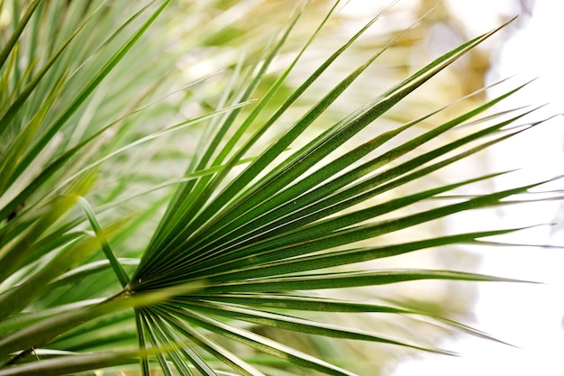 Grüne Palmblätter Hintergrund. Natur Hintergrund.