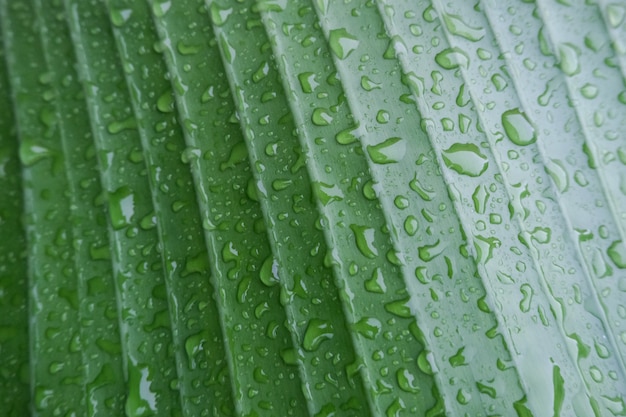 Grüne palmblätter in tropfen nach regen. natürlicher hintergrund der schönen beschaffenheit.