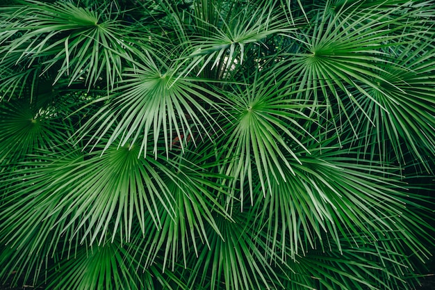 Grüne Palmblätter. Natürlicher Hintergrund des tropischen Waldes. Muster