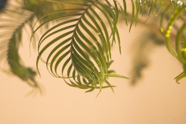 Grüne Palmblätter Sonnenlicht mit Schattenmustern Sommerhintergrund