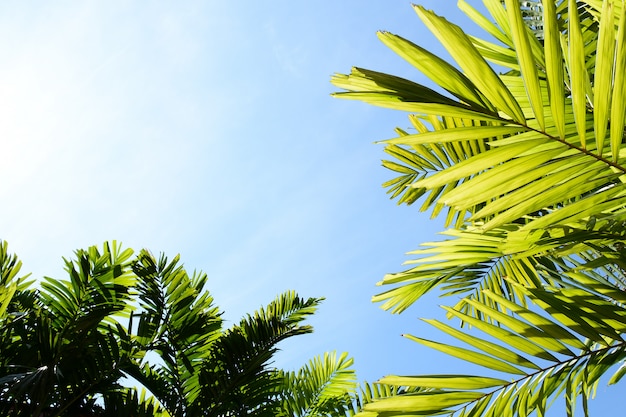 Grüne Palmblätter und blauer Himmel im Wald