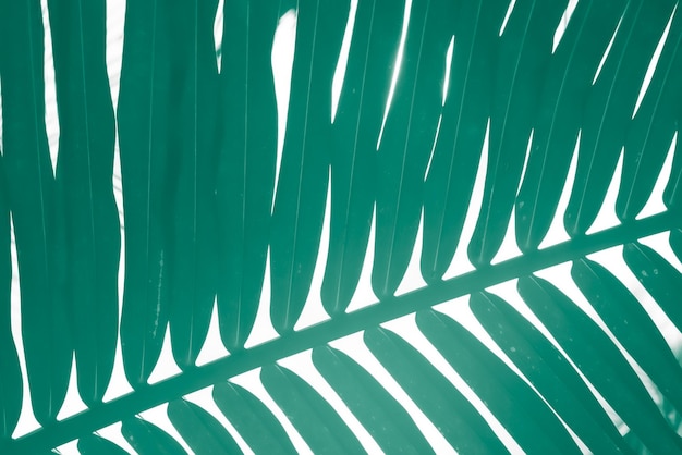 Grüne Palmblatt-Nahaufnahme Texturvorlage zum Drucken