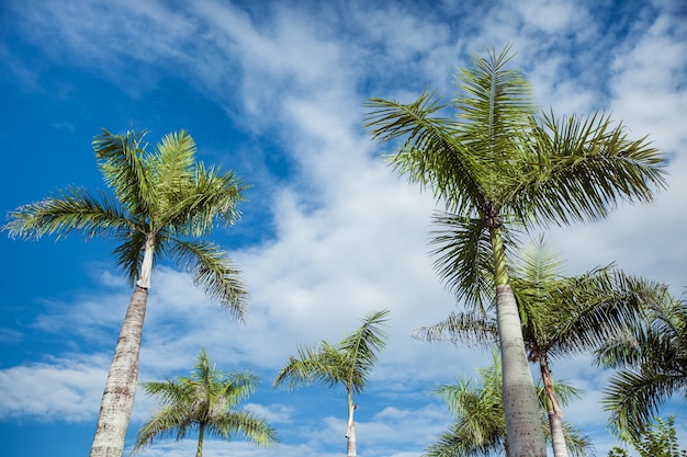 Grüne Palme auf blauem Himmel mit Wolken