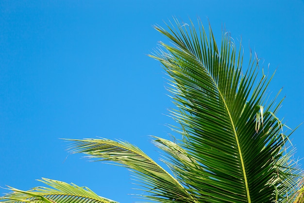 Grüne Palme auf blauem Himmel