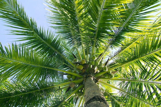 Grüne Palme auf blauem Himmelhintergrund