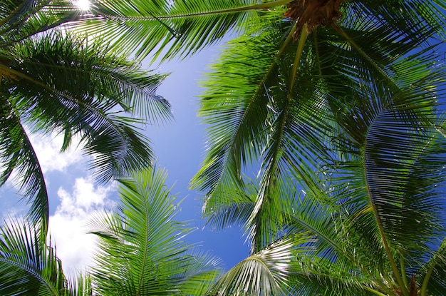 Grüne Palme auf blauem Himmelhintergrund