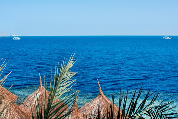 Grüne Palme auf einem Hintergrund des blauen Meeres und des Himmelseelandschaft sonnigen Sommerblicks von Yachtschiffen auf einem Hintergrund