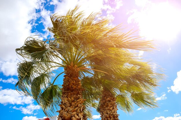 Grüne Palme auf perfekten Palmen vor einem wunderschönen blauen Himmel