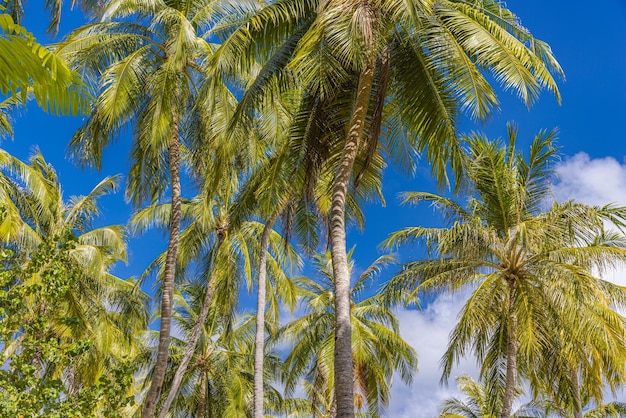 Grüne Palme gegen blauen Himmel und weiße Wolken. Tropischer Naturhintergrund. Landschaftlich im Freien