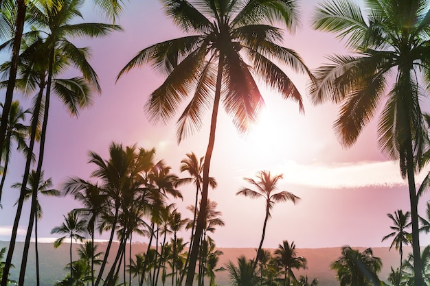 Grüne Palmen am tropischen Strand