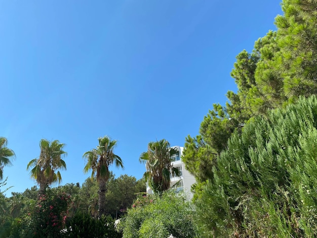 Grüne Palmen und Baumblätter auf Hintergrund des blauen Himmels