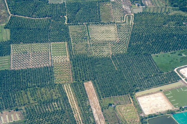 Grüne Palmenplantagen in Thailand, ein Blick aus dem Flugzeugfenster. Natur-Hintergrund. Luftbild von Kokos- und Palmenfarmen