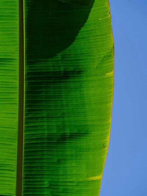 Grüne Palmenstruktur