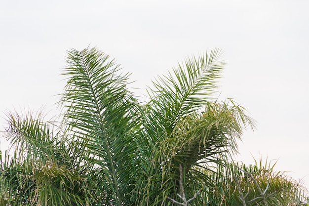 Grüne Palmeschale auf dem weißen Hintergrund