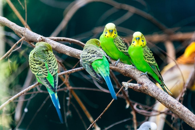 Grüne Papageien sitzen auf einem Ast