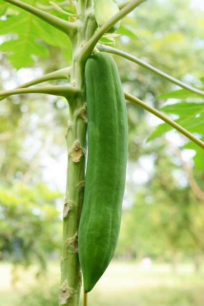 Grüne Papaya am Baum