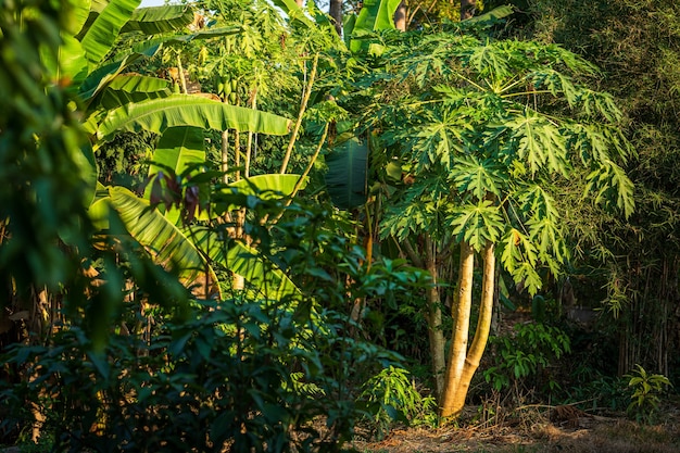 Grüne Papaya verlässt Papayabaum mit Bananenstauden im Gartenhintergrund thailand