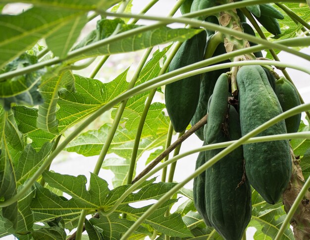 Grüne Papayas auf dem Baum