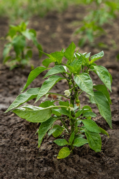 Grüne Paprika, die im Garten wachsen