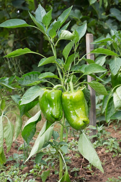 Grüne Paprika hängen am Baum in der Farm