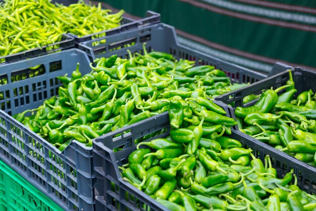 Grüne Paprika in Kisten