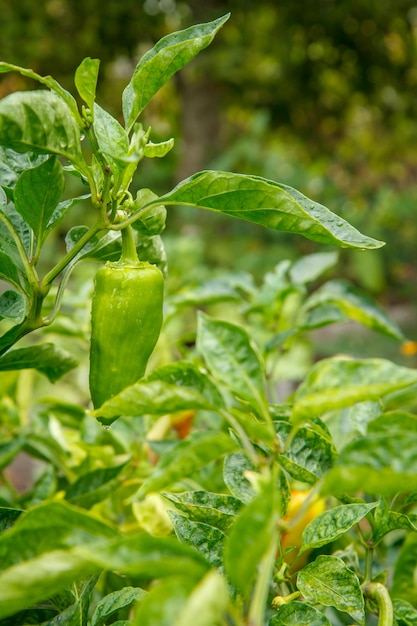 Grüne Paprika mit Wassertropfen, die auf dem Busch im Garten wachsen Reife Paprikafrucht