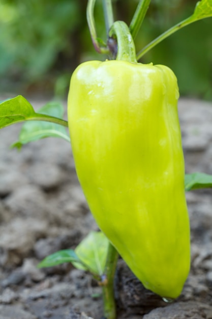 Grüne Paprika wächst auf Busch im Garten.