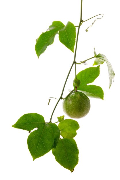 Foto grüne passionsfrucht am weinstock mit weißem hintergrund isoliert