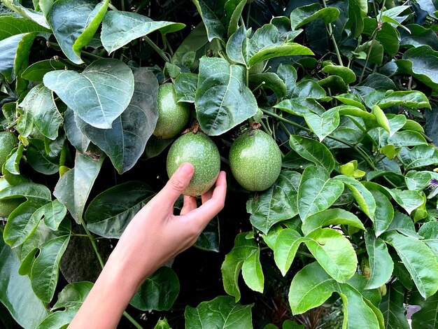 Foto grüne passionsfrucht