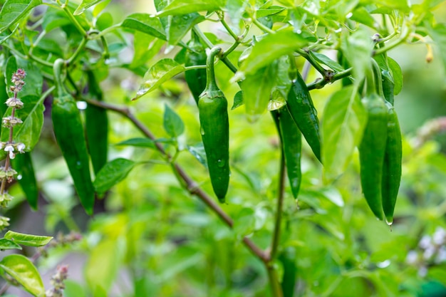 Grüne Peperoni auf einem Ast im Gemüsegarten