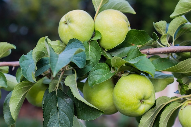 Grüne Äpfel auf einem Baum