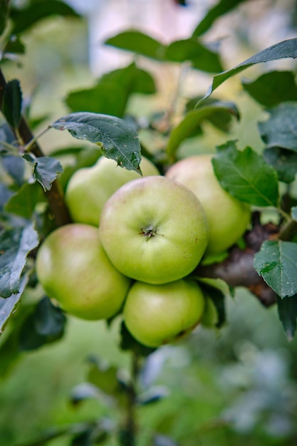 Grüne Äpfel auf einem Zweig, der bereit ist, im Freien geerntet zu werden, selektiver Fokus