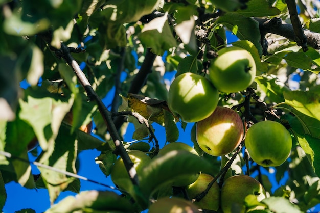 Grüne Äpfel auf einer Apfelplantage in Massachusetts, USA