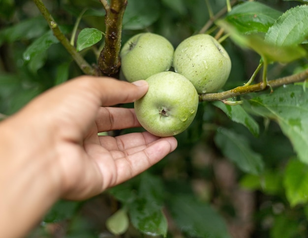 Grüne Äpfel vom Baum pflücken