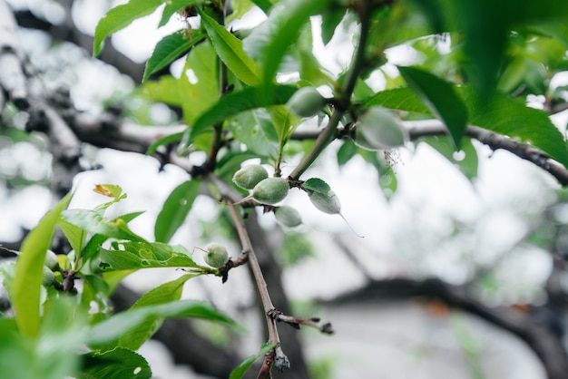 Grüne Pfirsiche hautnah auf einem Baum.