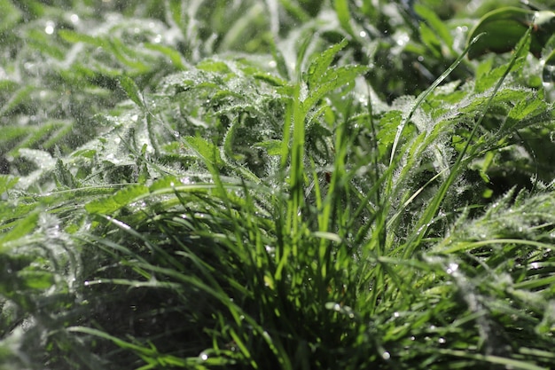 grüne Pflanze an einem sonnigen Tag im Regen nasse Blätter in der Nähe des Bodens von Gras und Blumen frische Blätter