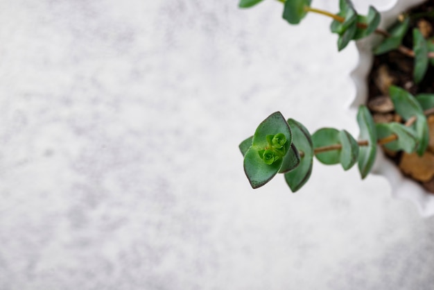 Grüne Pflanze auf hellem Hintergrund